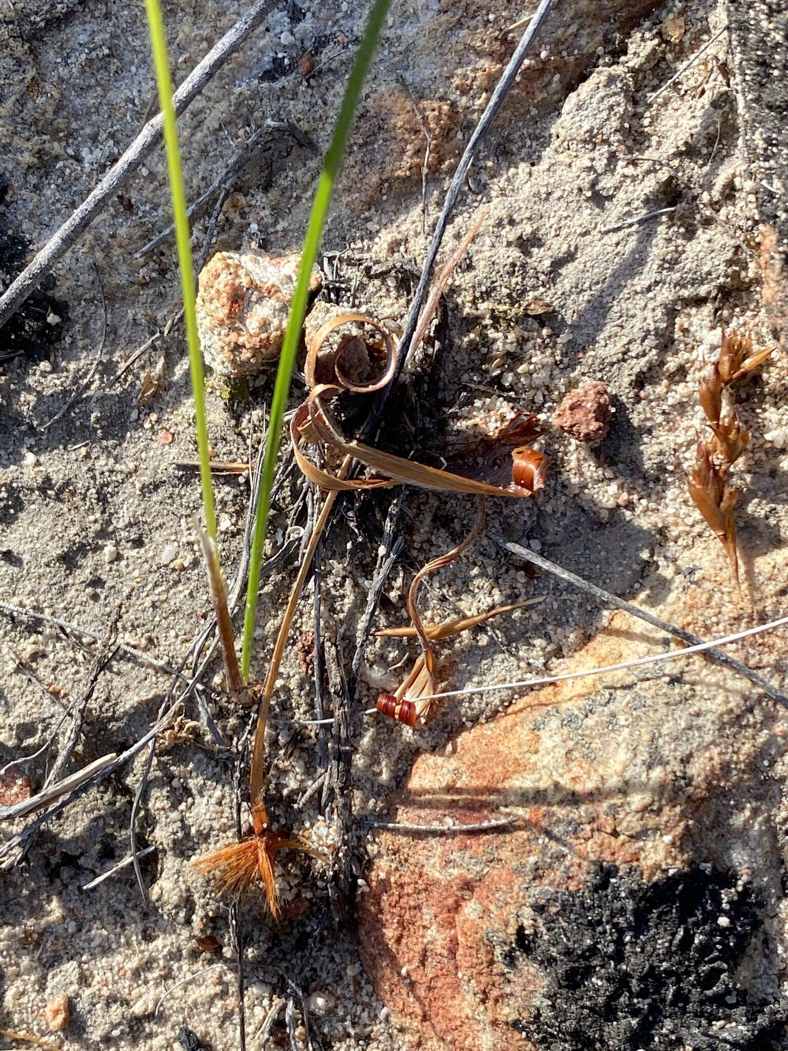 Image of Moraea inconspicua subsp. inconspicua