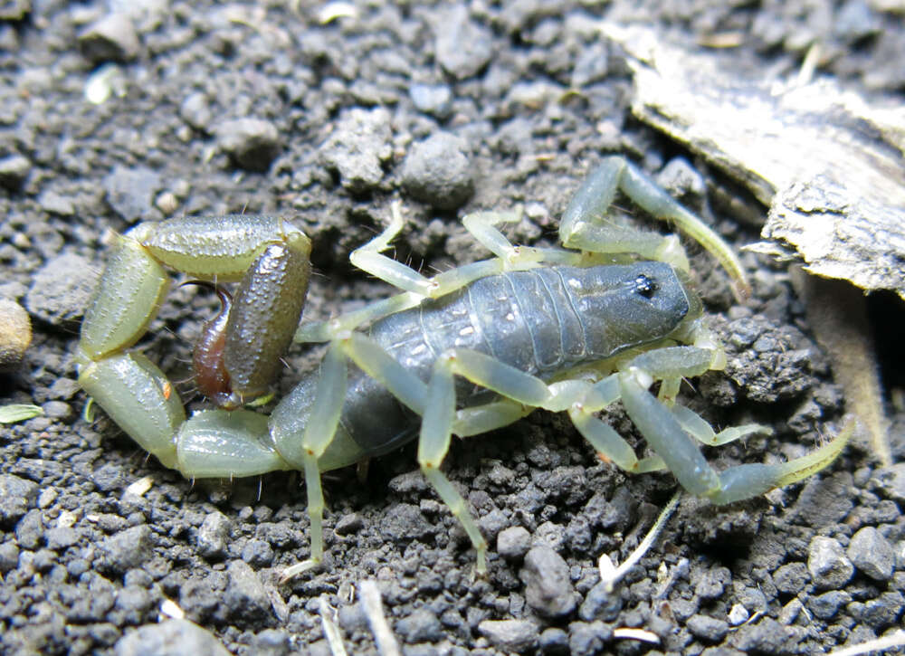 Image of Uroplectes olivaceus Pocock 1896