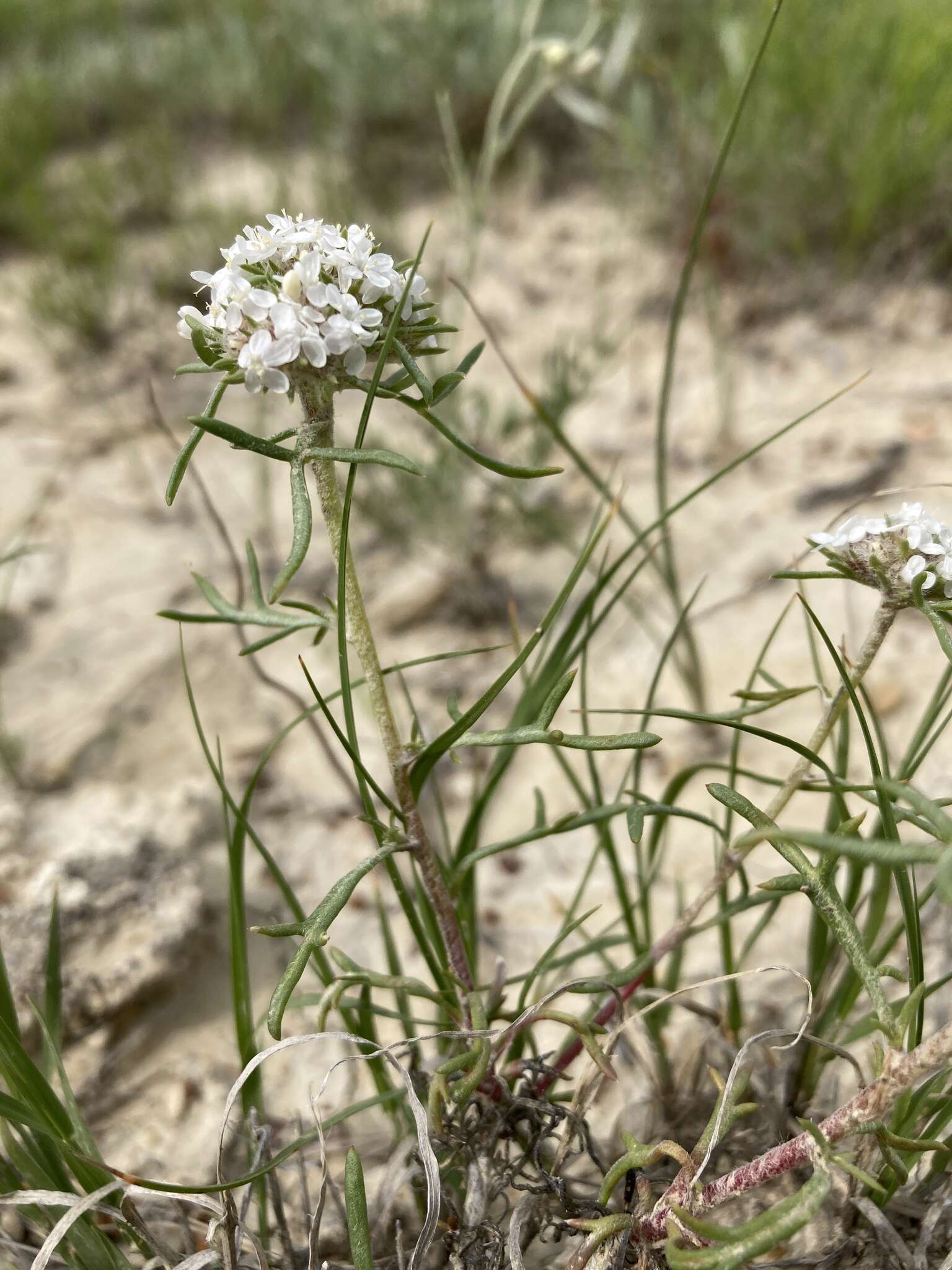 Image of ballhead ipomopsis