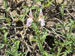 Image of Stachys fruticulosa M. Bieb.