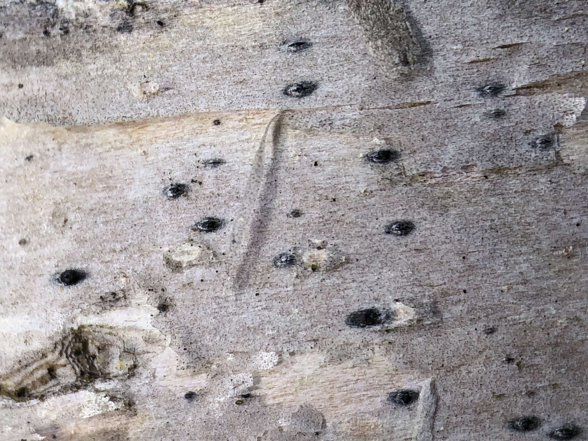 Image of birchbark dot lichen