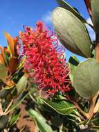 Image of Grevillea nepwiensis