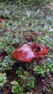 Image of Leccinum largentii Thiers 1975