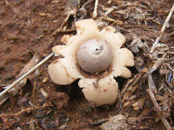 Image of Sessile Earthstar