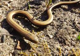 Image of Slow worm