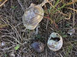 Image of Florida Applesnail