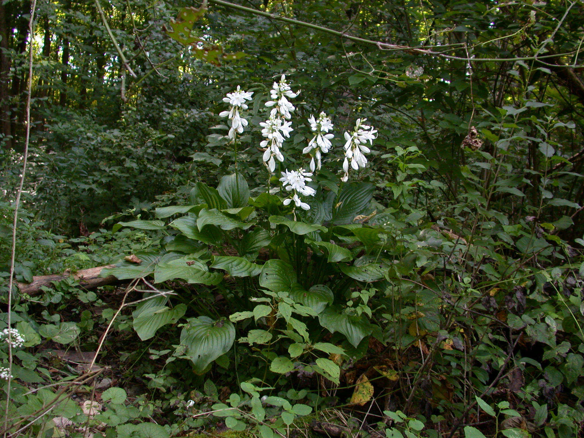 Imagem de Hosta plantaginea (Lam.) Asch.