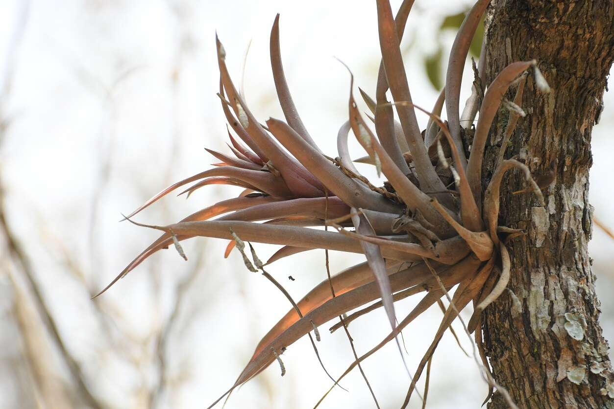 Imagem de Tillandsia capitata Griseb.