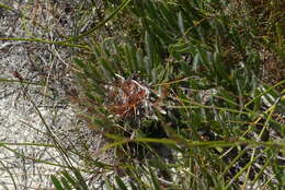 Image of Protea aspera Phillips