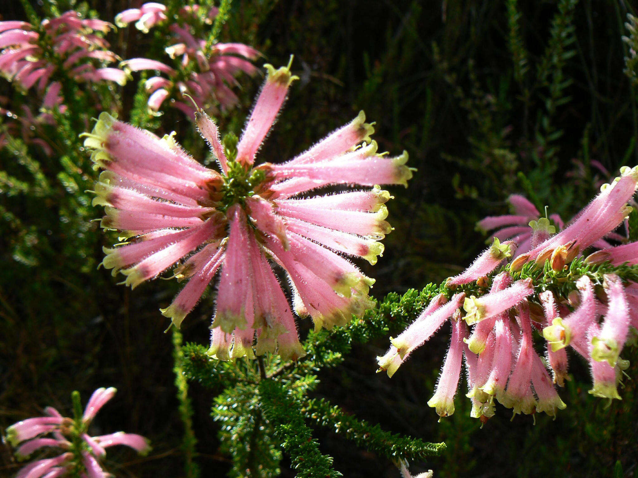 Image of Erica densifolia Willd.