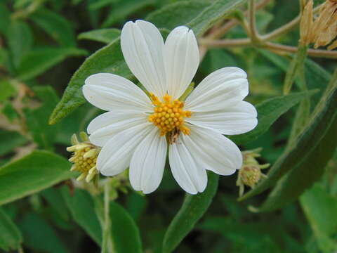 Image of Montanoa leucantha (Lag. & Segura) S. F. Blake