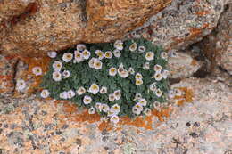 Image of Paraquilegia caespitosa (Boiss. & Hohen.) Drumm. & Hutch.