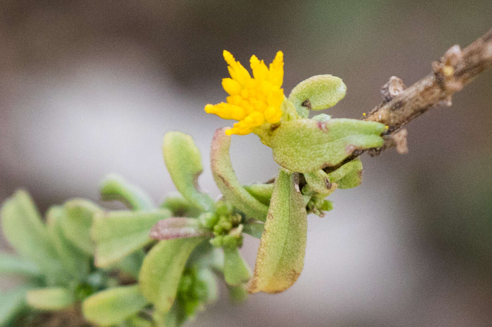 Image de Isocoma menziesii var. vernonioides (Nutt.) G. L. Nesom