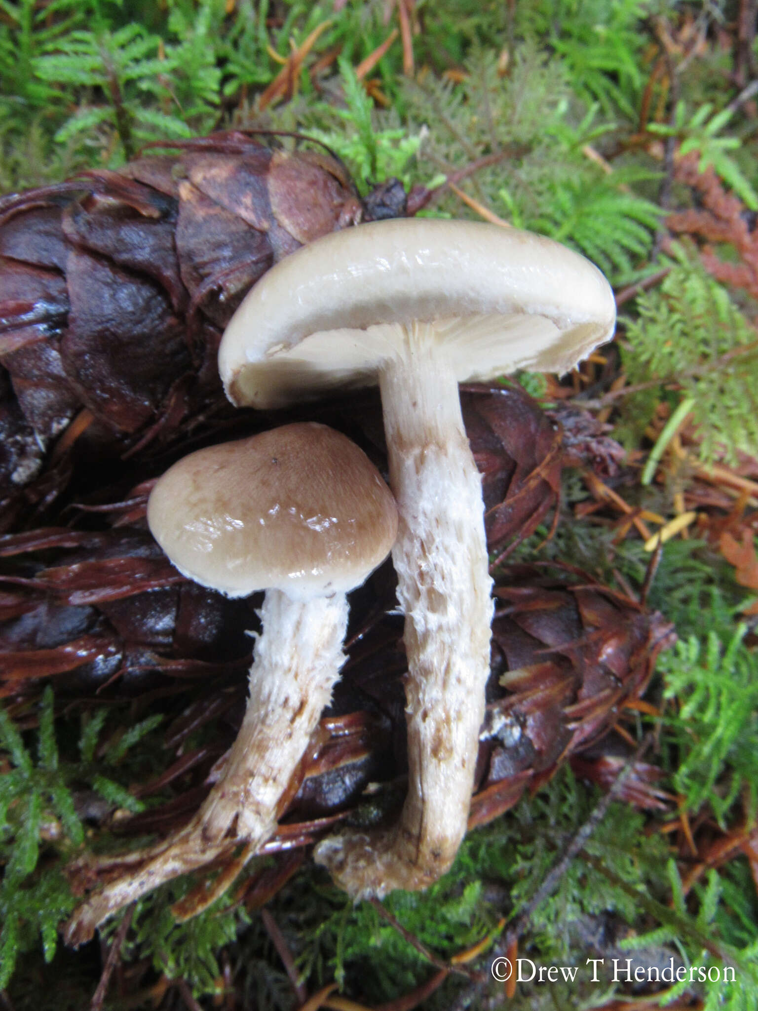 Image of Pholiota decorata (Murrill) A. H. Sm. & Hesler 1968