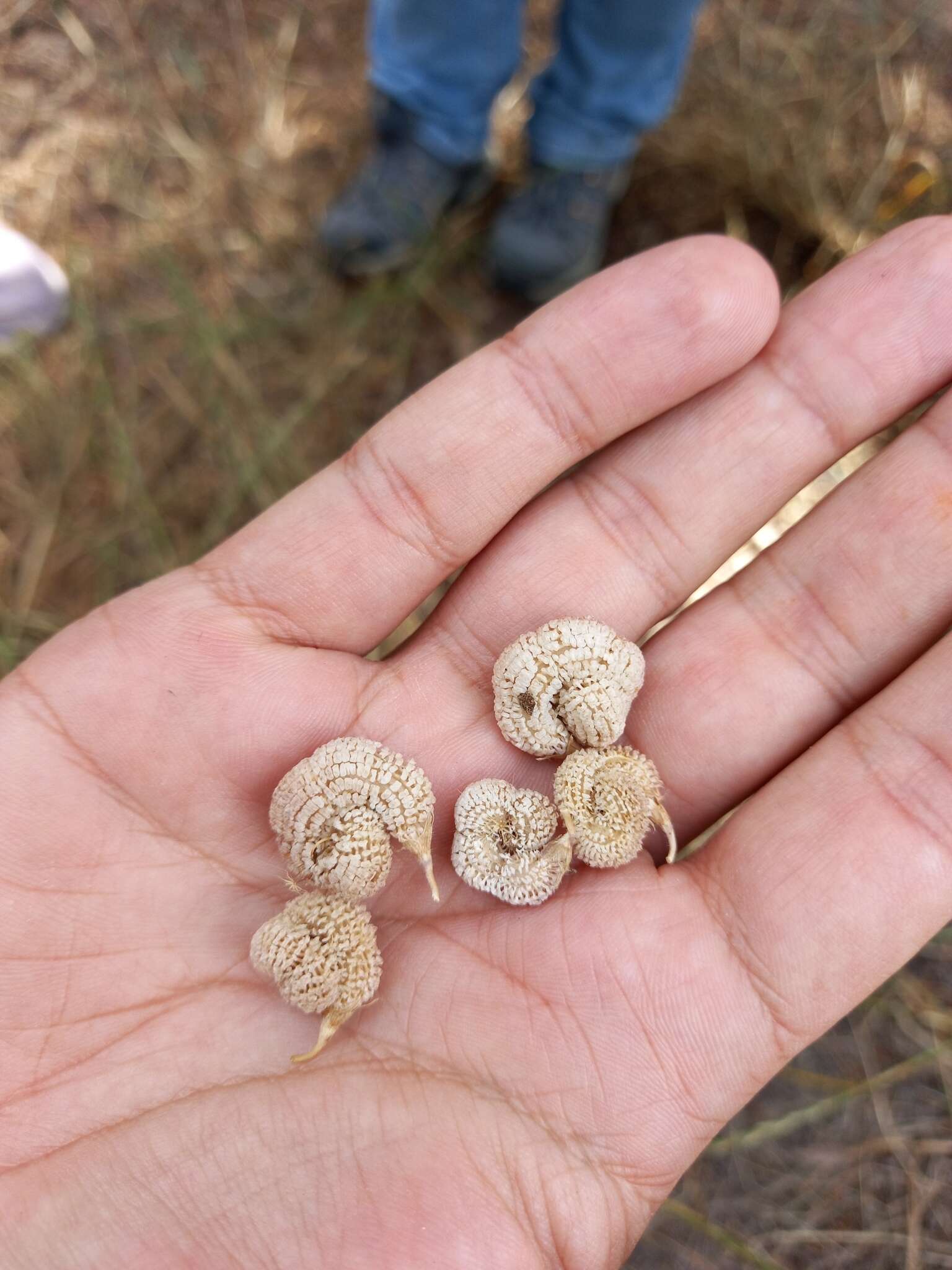 Plancia ëd Scorpiurus vermiculatus L.