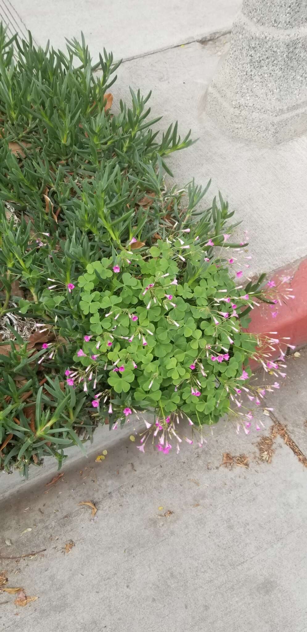 Image of windowbox woodsorrel