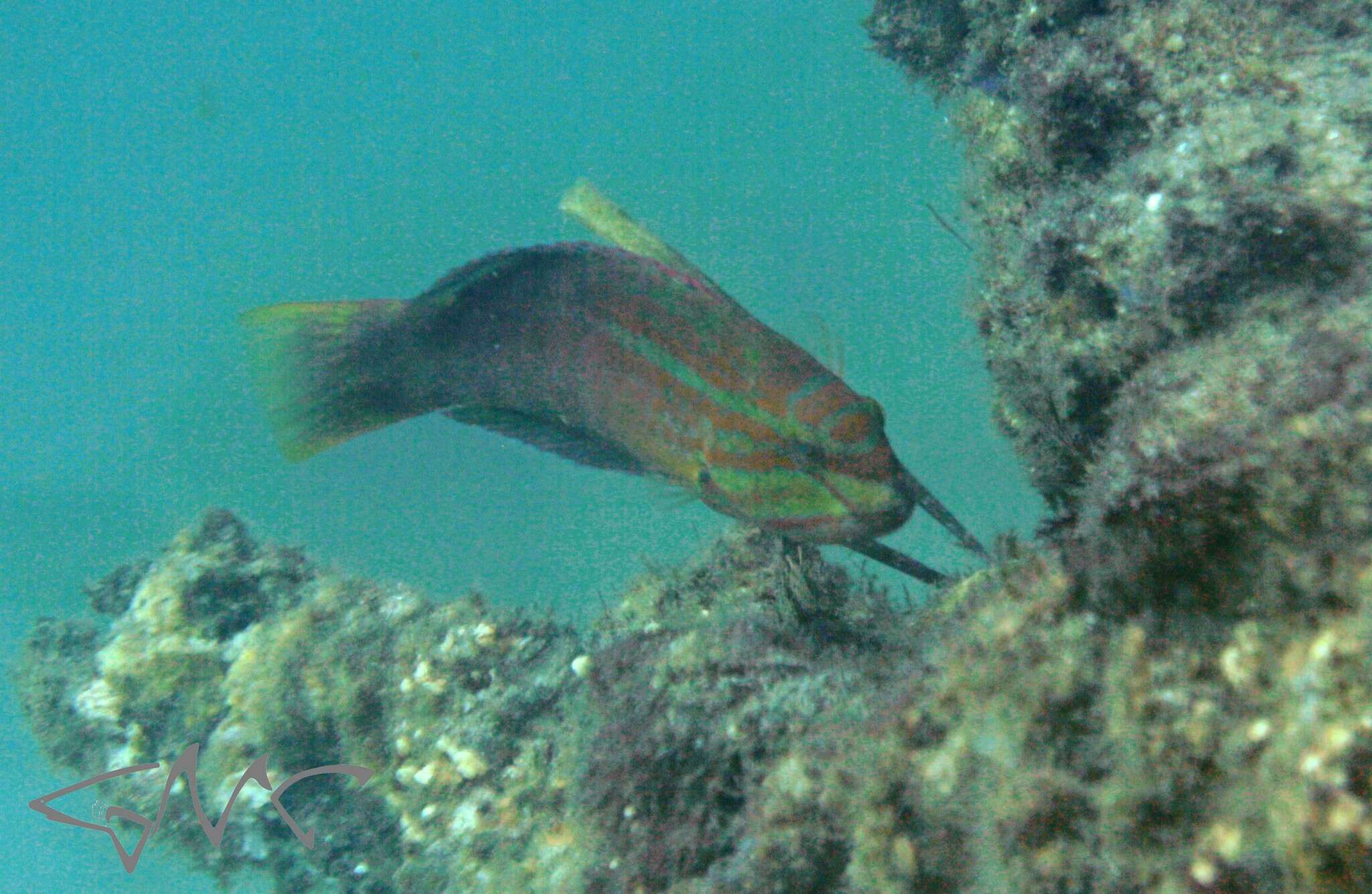 Image of Gunther's wrasse