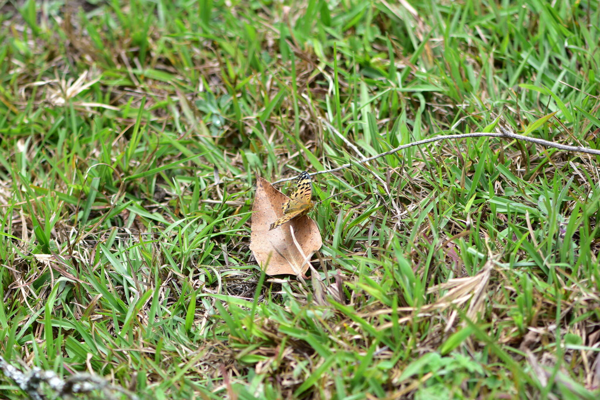 Sivun Argynnis castetsi kuva