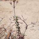 Image de Chorizanthe paniculata Benth.