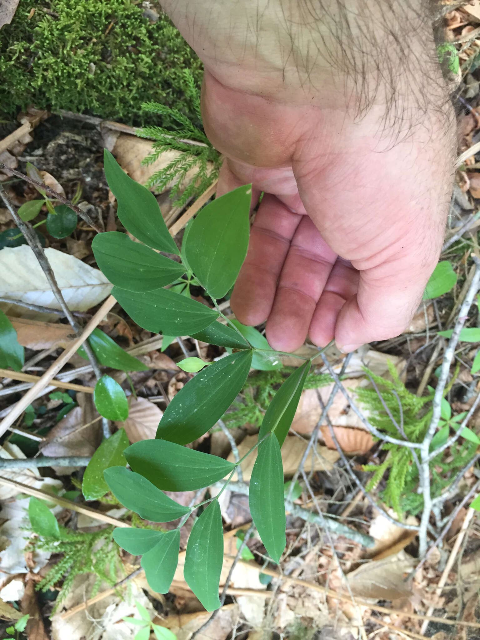 Image of sessileleaf bellwort