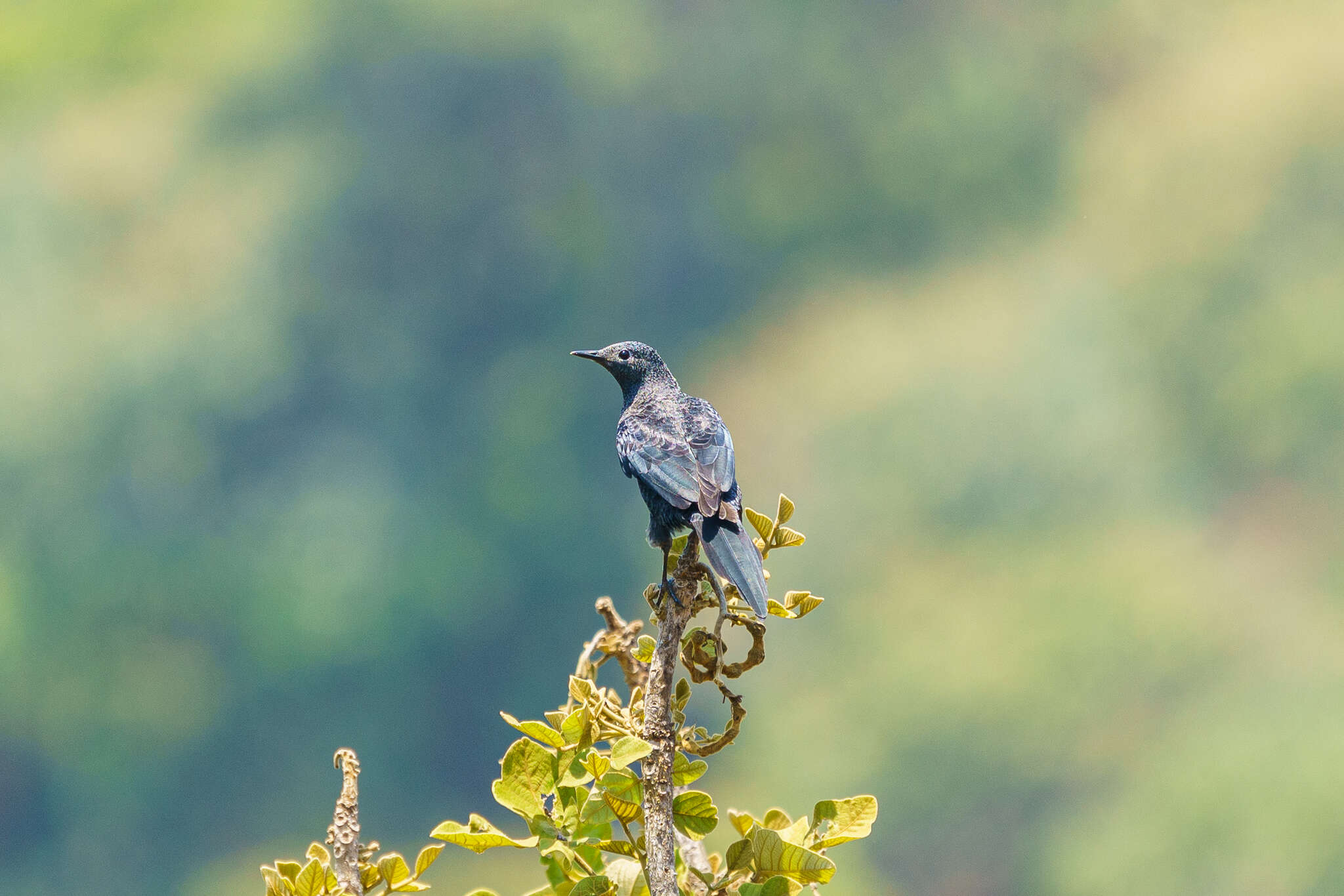 Image of Slender-billed Chestnut-winged Starling