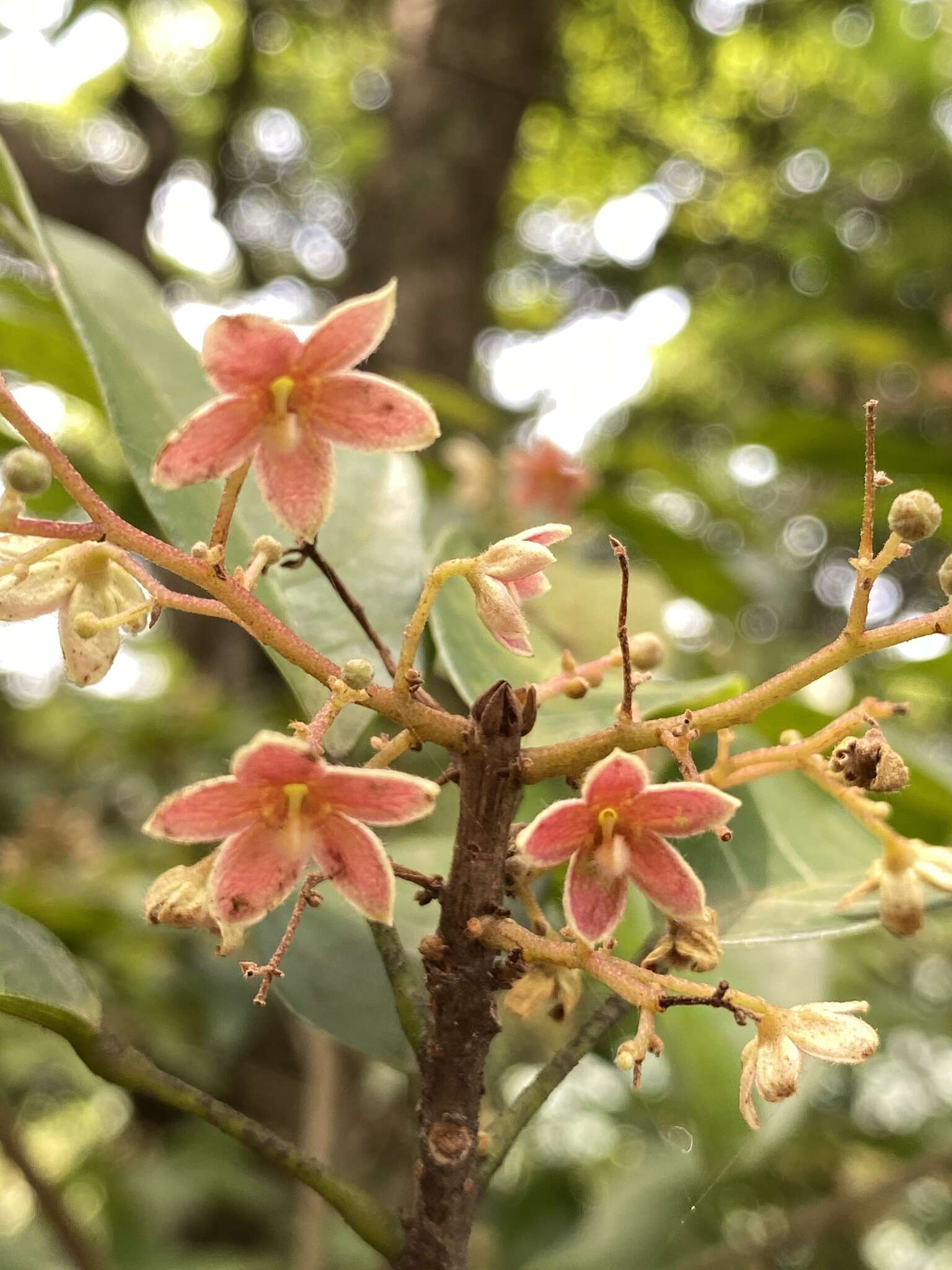 假蘋婆的圖片