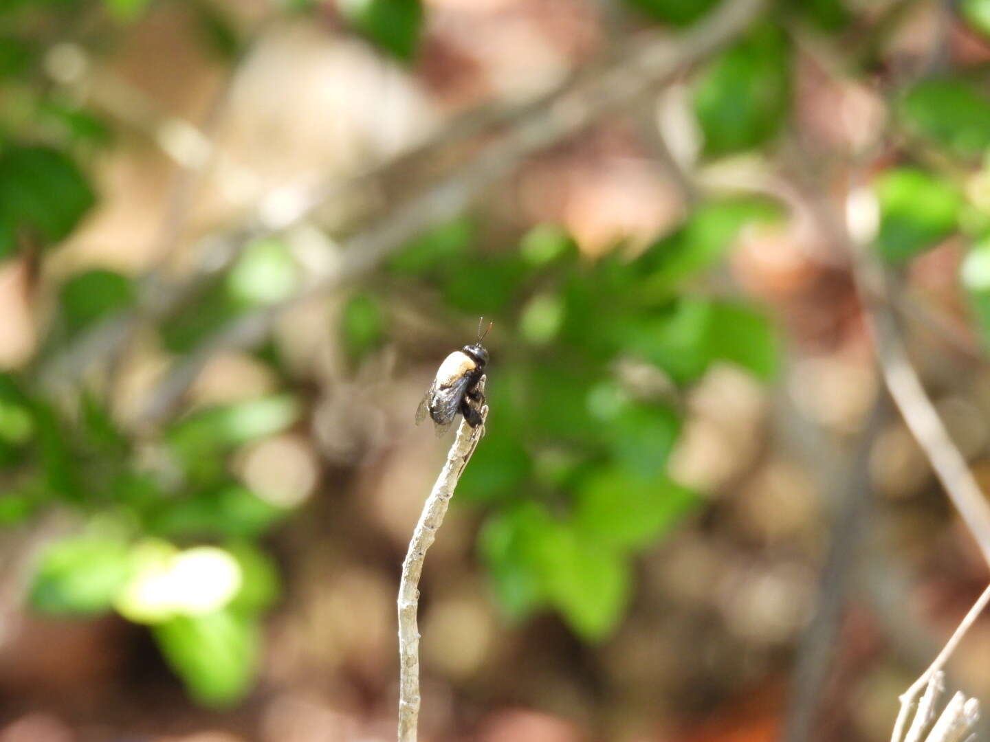 Image de Centris caymanensis Vivallo 2014