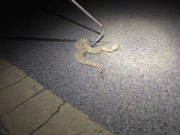 Image of Sidewinder Rattlesnake