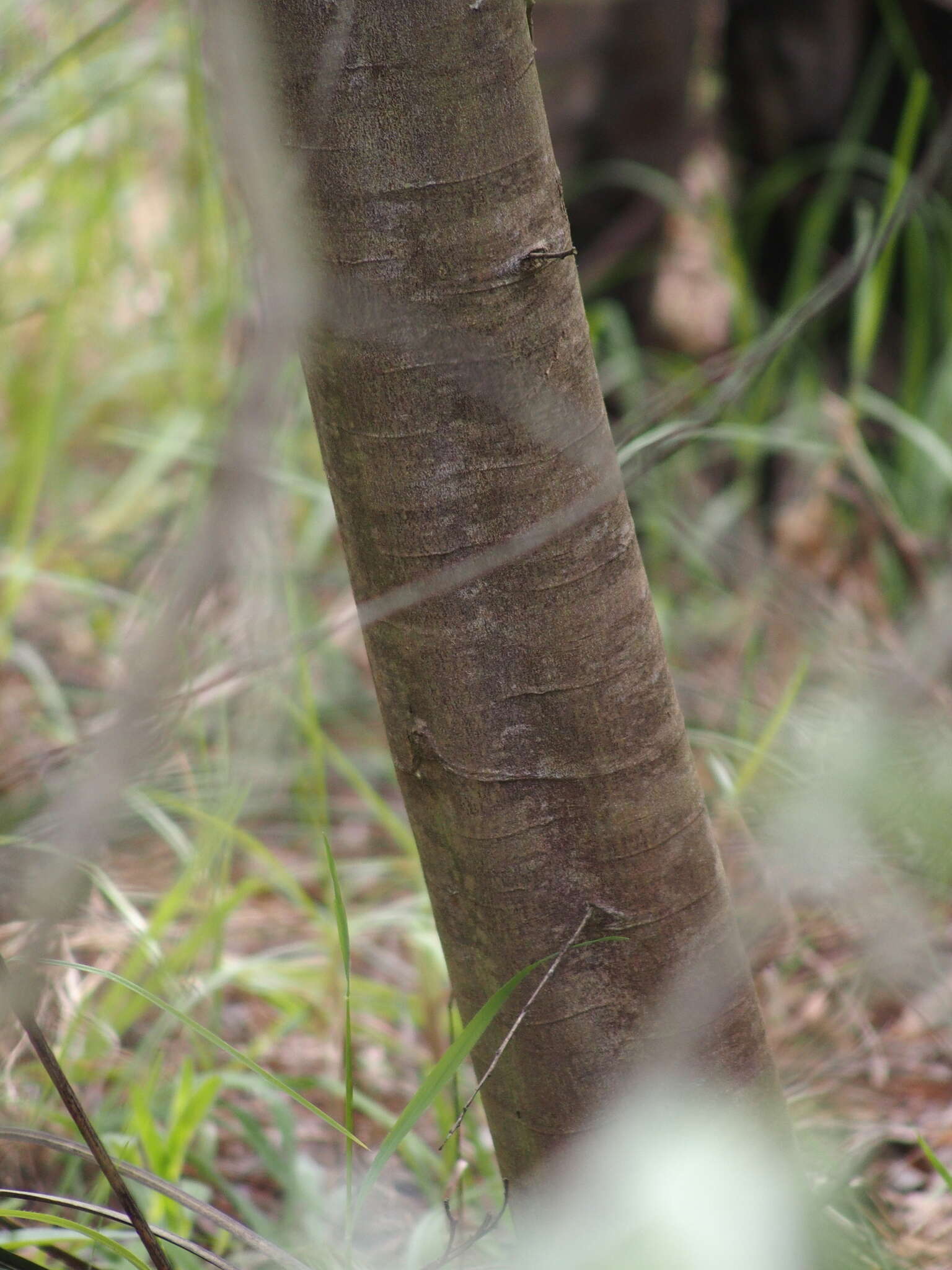 Image of Acacia pyrifolia DC.