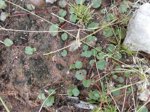 Image of Hermannia linnaeoides (Burch.) K. Schum.