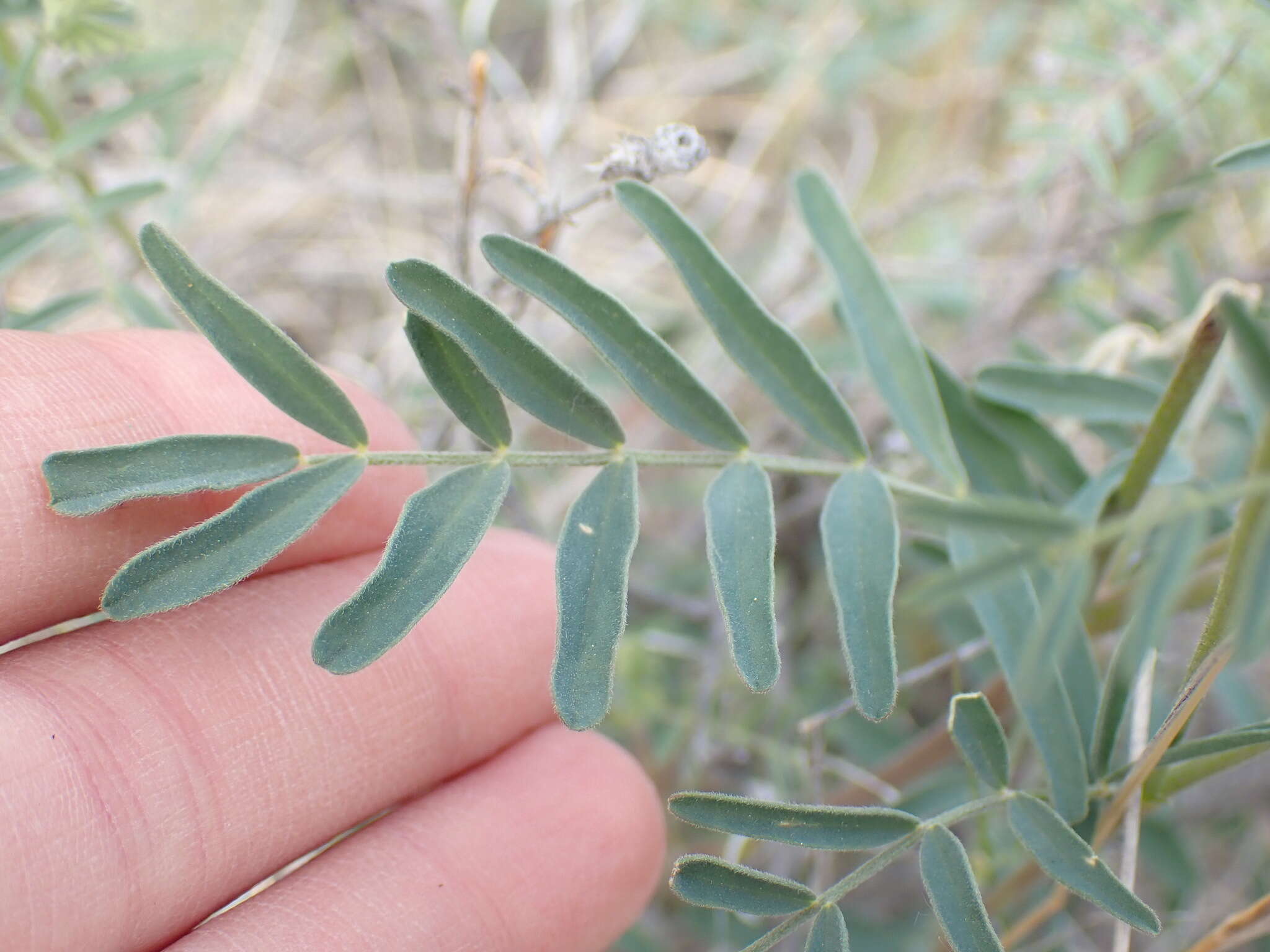 Image of hillside milkvetch