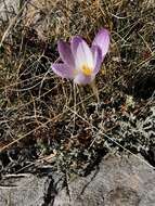 Image of various-coloured crocus