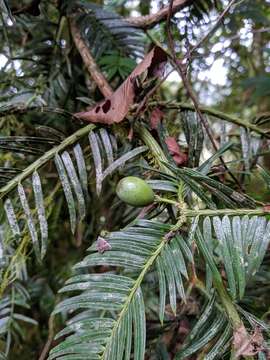 Image of Cephalotaxus harringtonii var. wilsoniana (Hayata) Kitam.