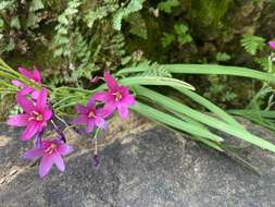 Image of Hesperantha curvula Hilliard & B. L. Burtt