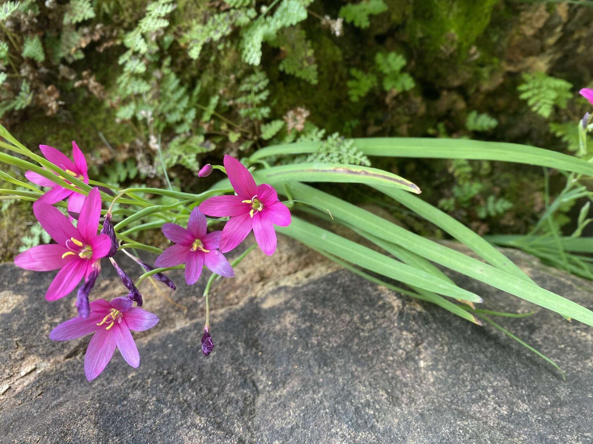 Plancia ëd Hesperantha curvula Hilliard & B. L. Burtt