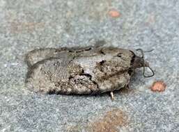 Image of Acleris chalybeana Fernald 1882