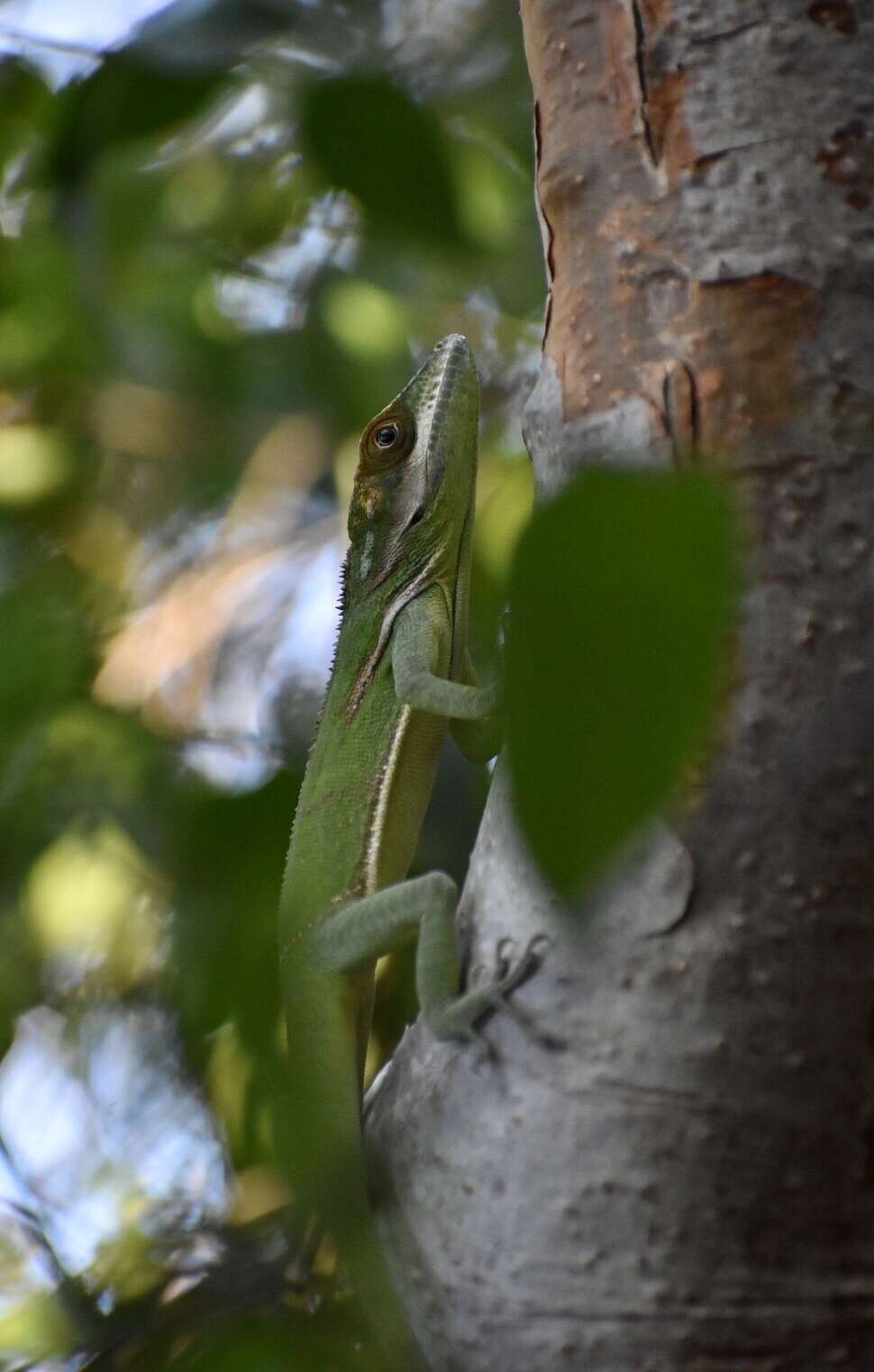 Слика од Anolis noblei Barbour & Shreve 1935