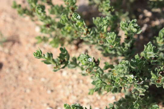 Image of Lithospermum cinereum DC.