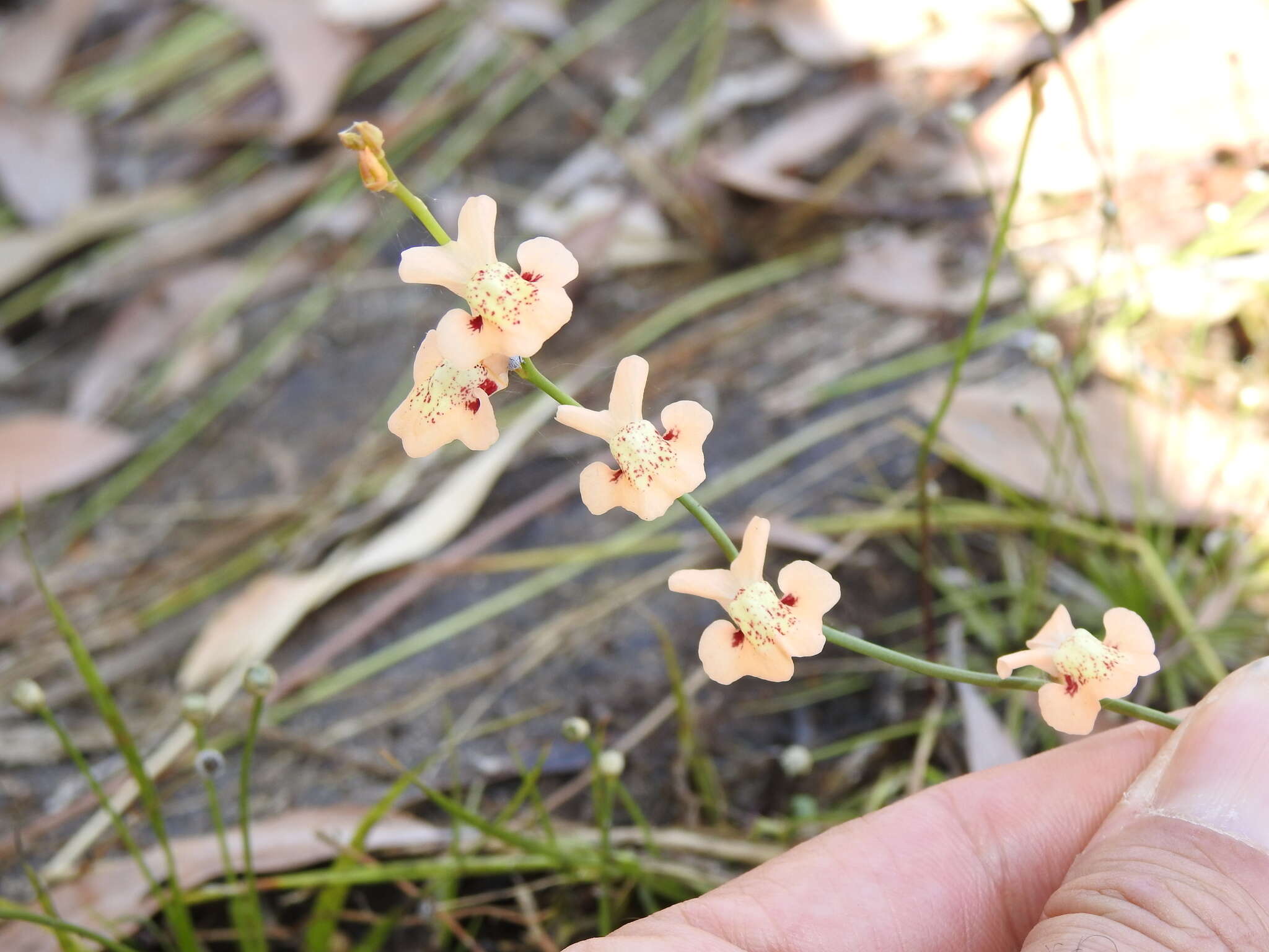 Sivun Utricularia fulva F. Muell. kuva