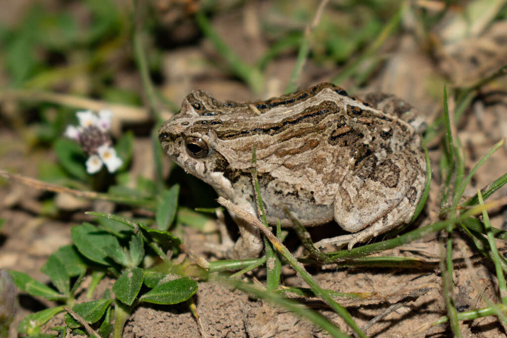 Image of Weeping Frog
