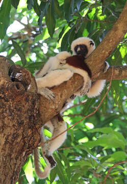 Image of Coquerel's Sifaka