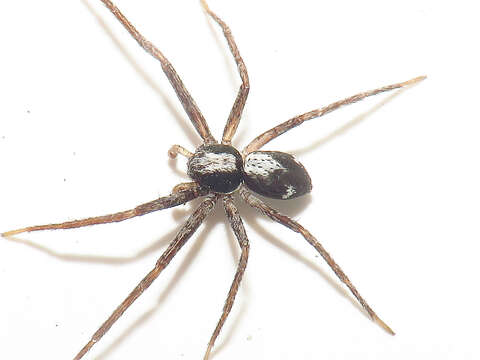 Image of Pulchellodromus pulchellus (Lucas 1846)