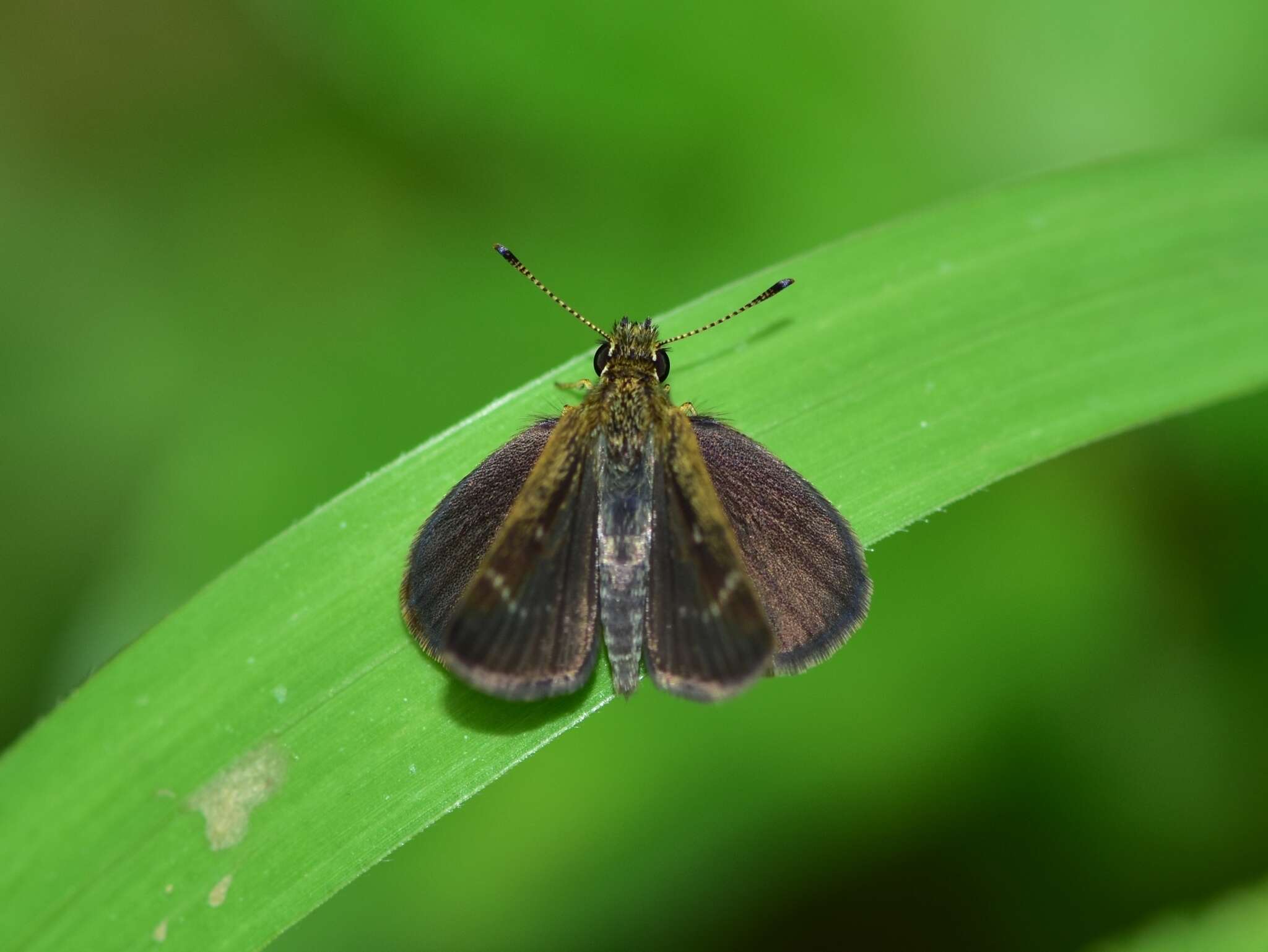 Слика од Aeromachus pygmaeus Fabricius 1775