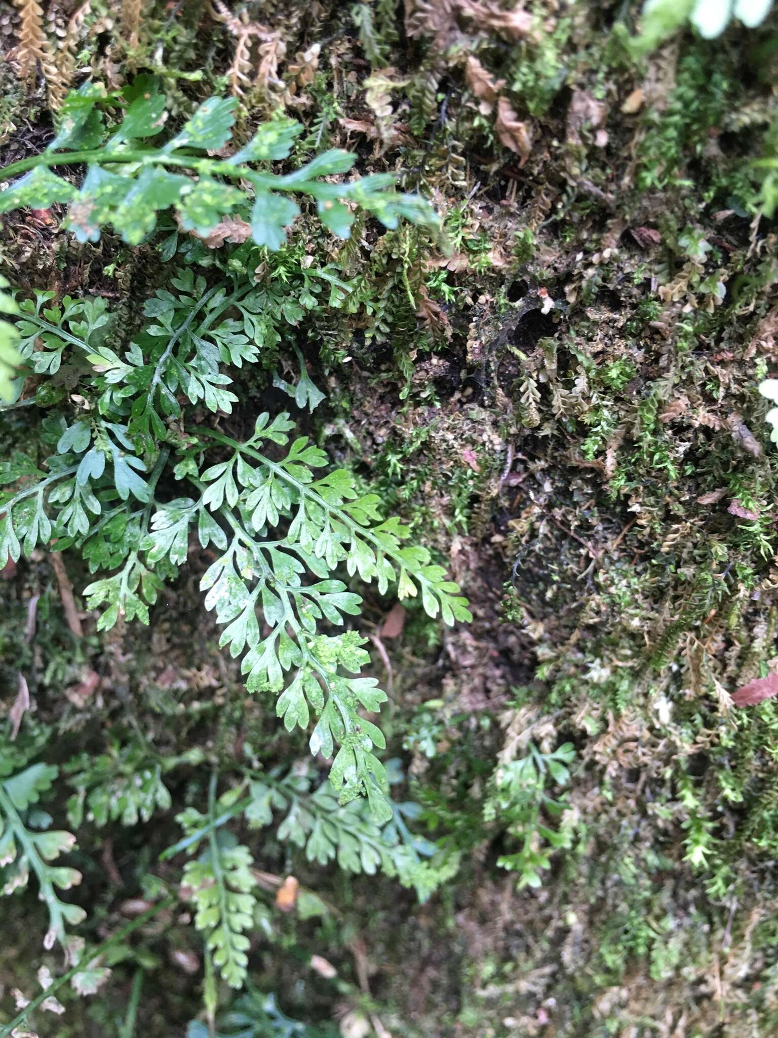 Image de Asplenium tenuifolium D. Don