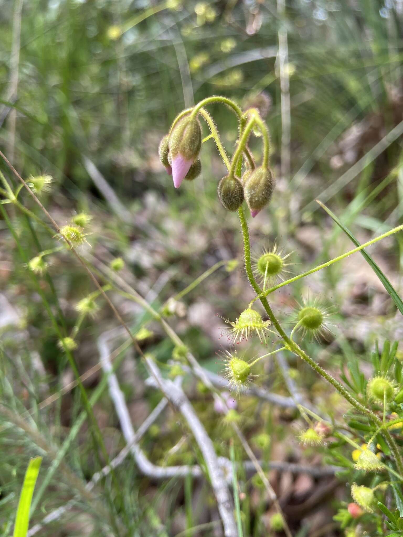 Слика од Drosera indumenta Lowrie & Conran