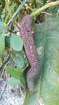 Image of Anthurium dombeyanum Brongn. ex Engl.