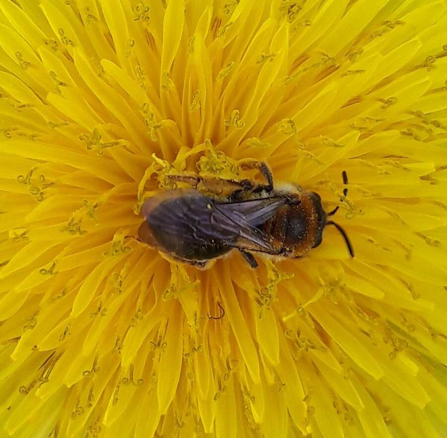 Image of early mining bee