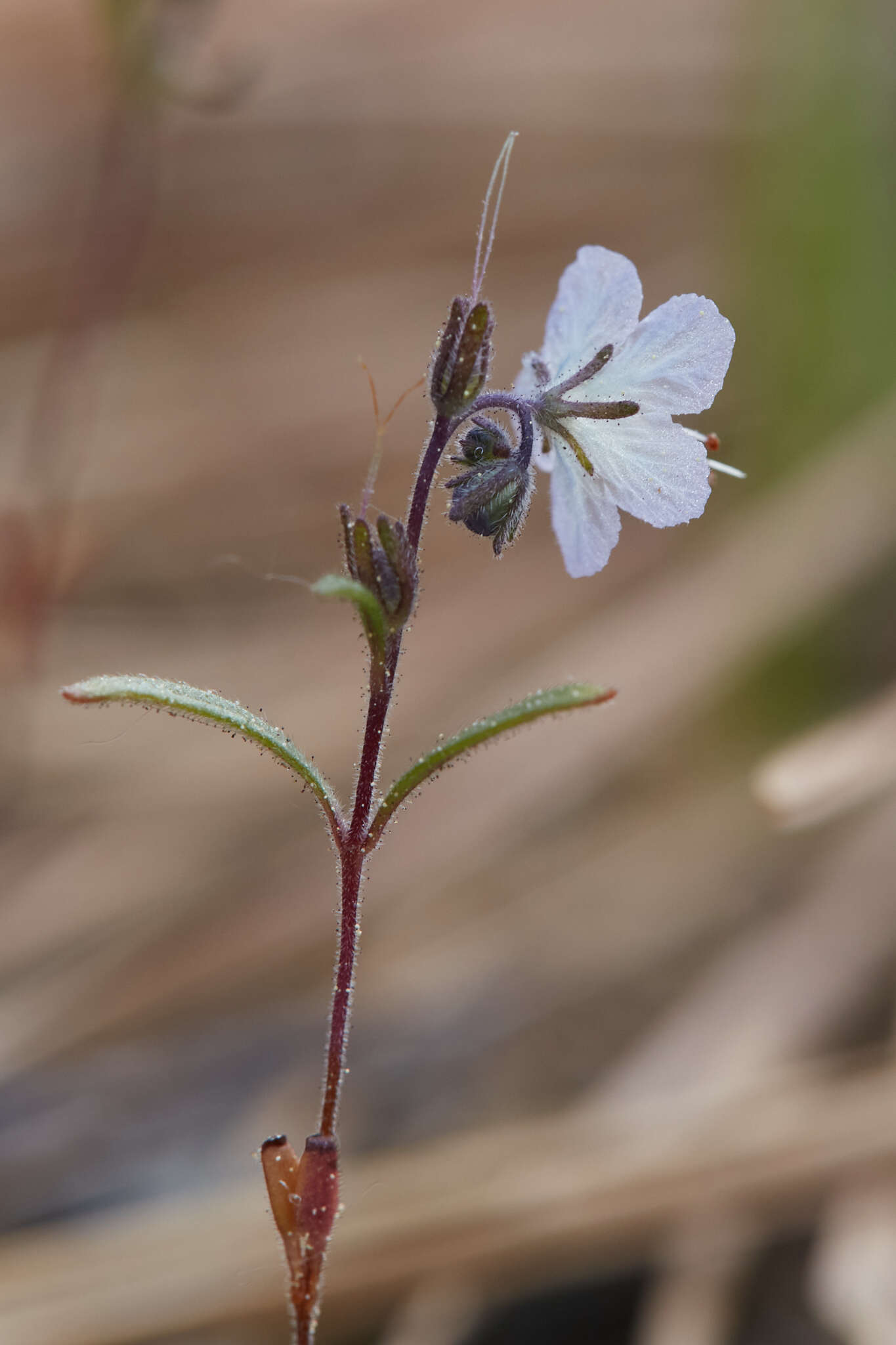 Image de Phacelia pringlei A. Gray