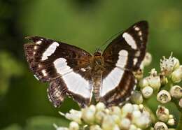 Image of Irenia Metalmark