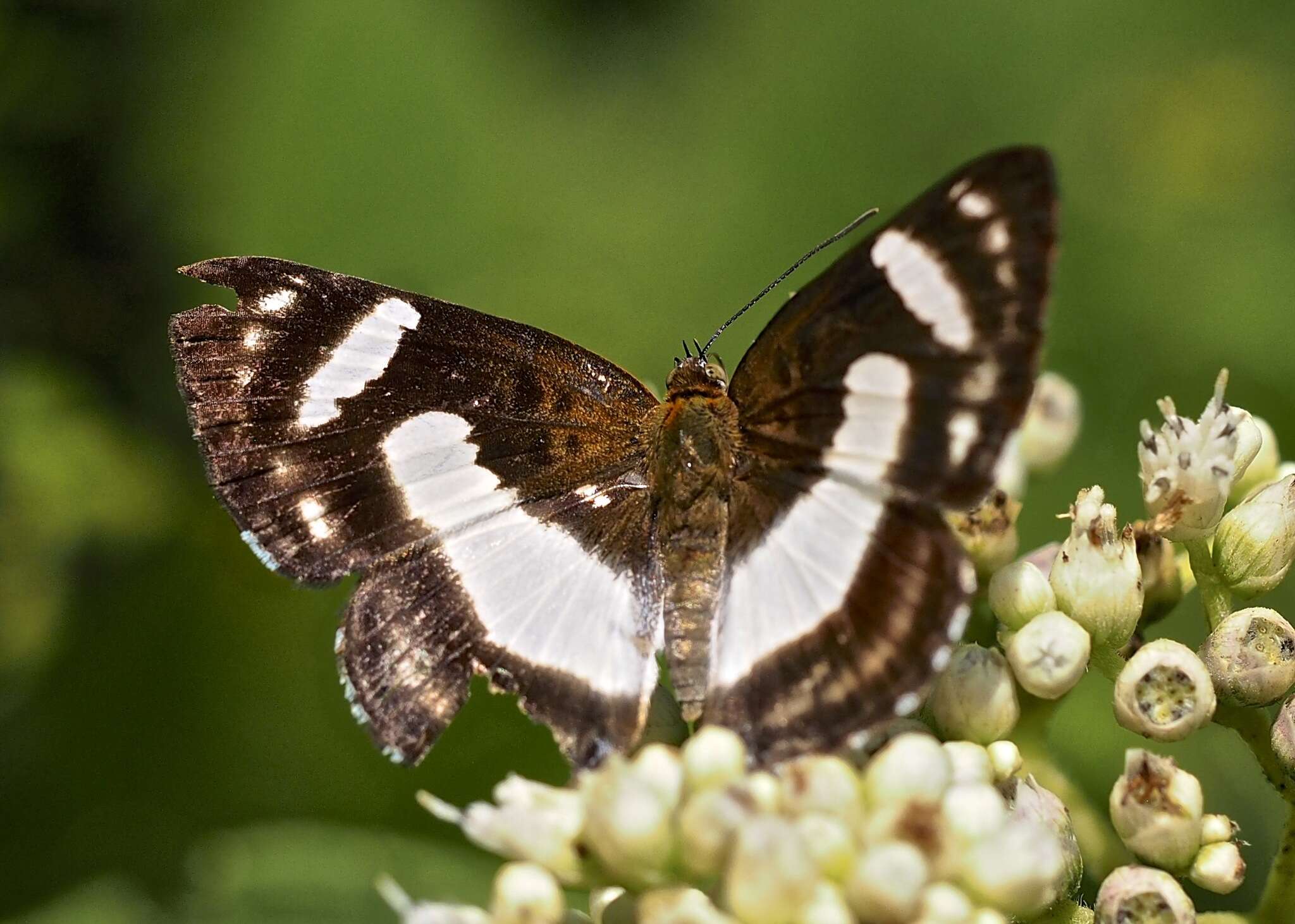 Image of Irenia Metalmark